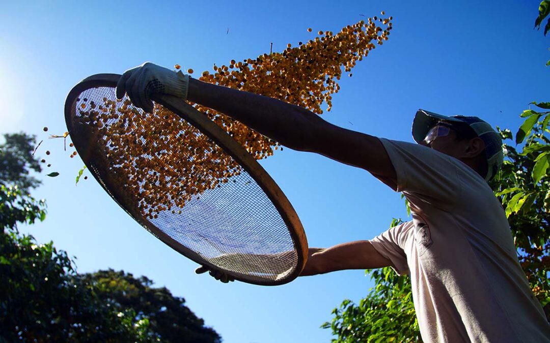 A importância da padronização e confiabilidade no mercado de café
